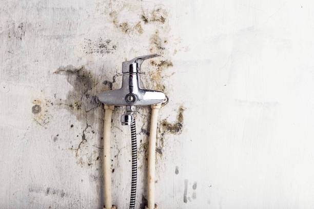 Best Mold Remediation  in Jones Valley, CA