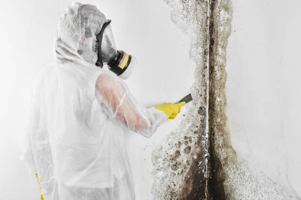 Best Emergency Mold Removal  in Jones Valley, CA