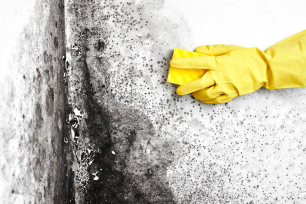 Best Attic Mold Removal  in Jones Valley, CA