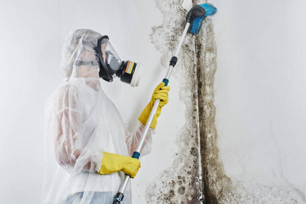 Best Mold Testing  in Jones Valley, CA