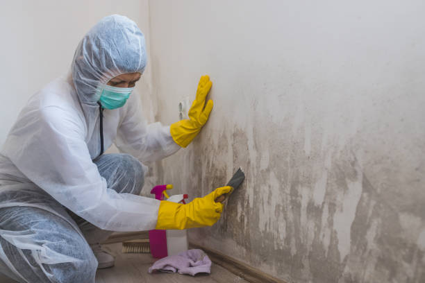 Best Mold Damage Repair  in Jones Valley, CA