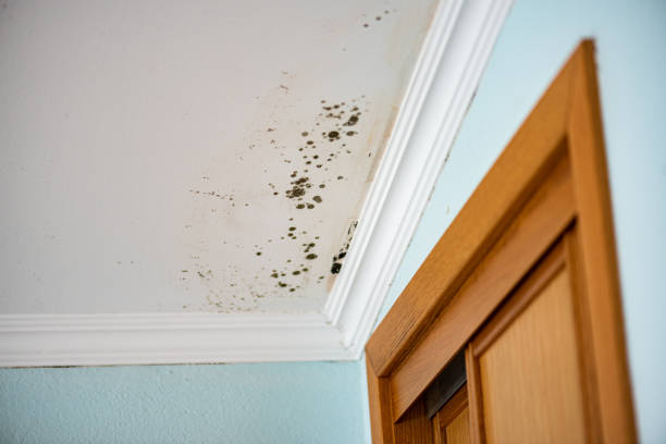 Best Emergency Mold Removal  in Jones Valley, CA