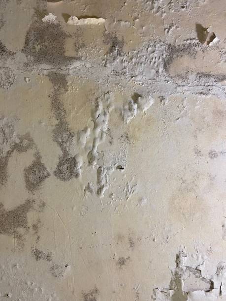 Mold Removal and Inspection in Jones Valley, CA