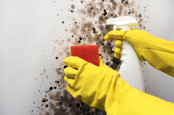 Home Mold Removal in Jones Valley, CA