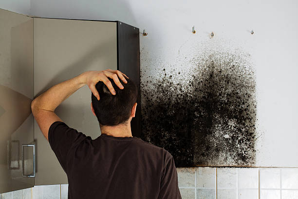 Best Mold Removal Company Near Me  in Jones Valley, CA